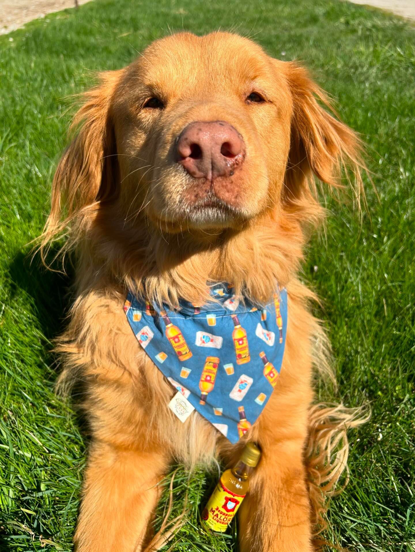 Chicago Handshake Bandana