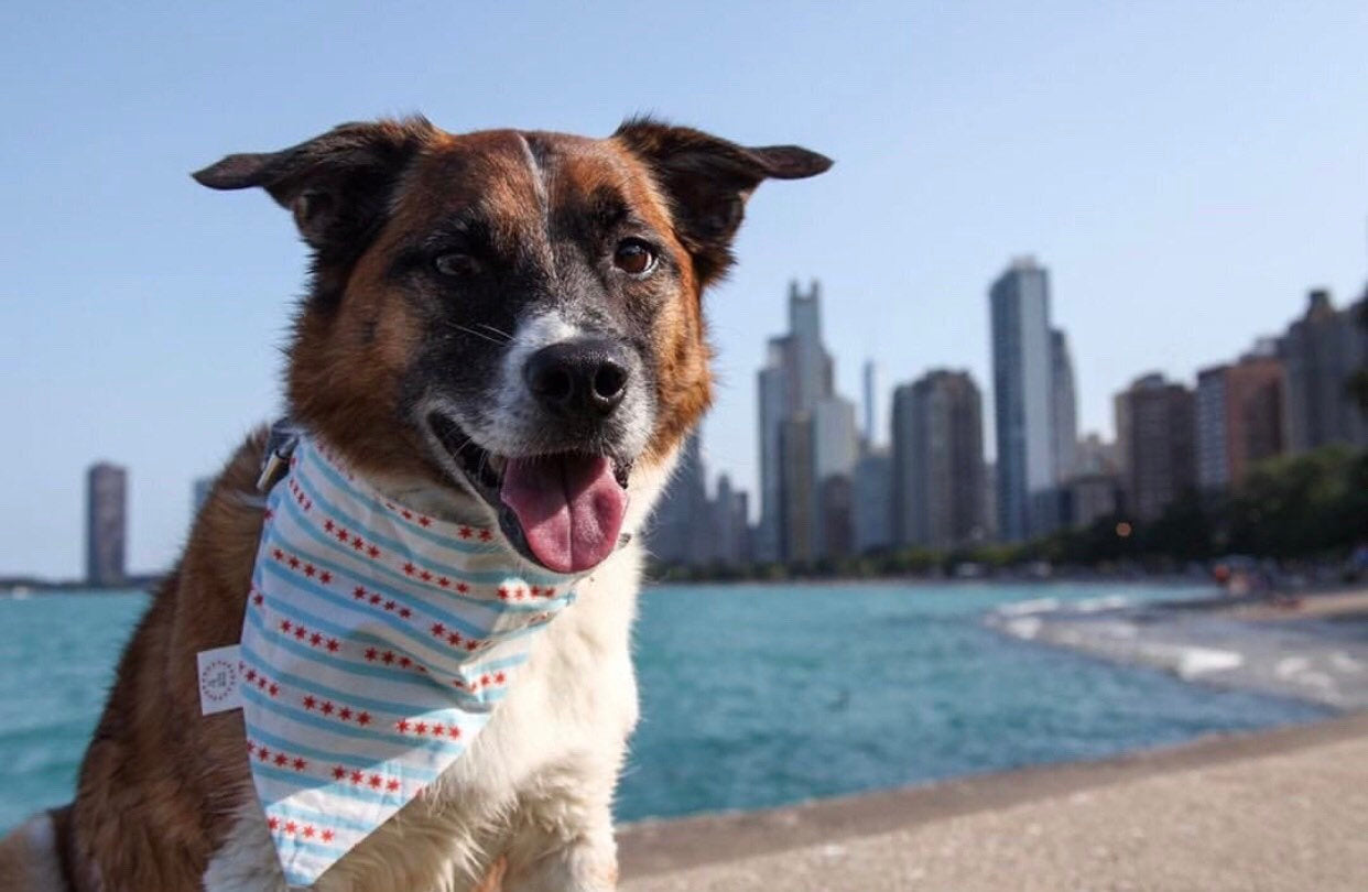 Chicago Flag Bandana