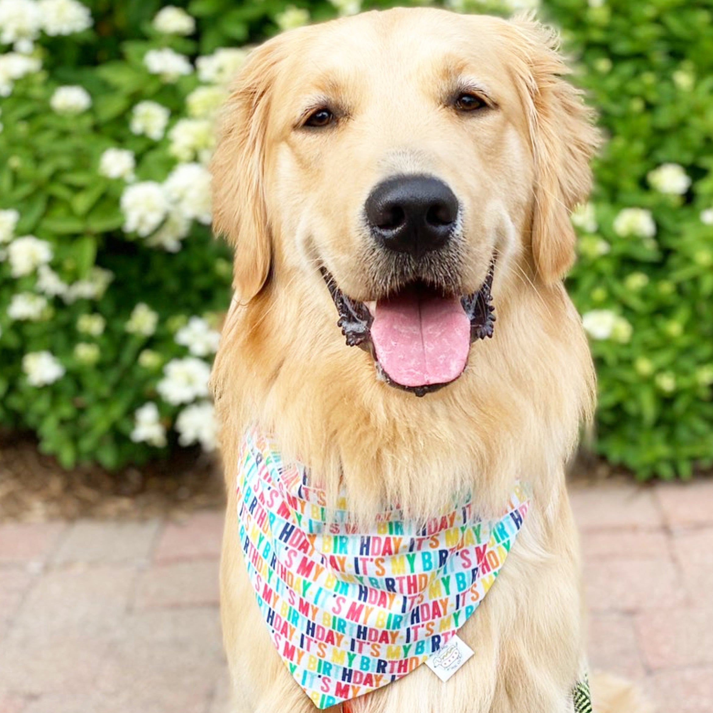 Its my 2025 birthday dog bandana